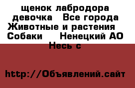 щенок лабродора девочка - Все города Животные и растения » Собаки   . Ненецкий АО,Несь с.